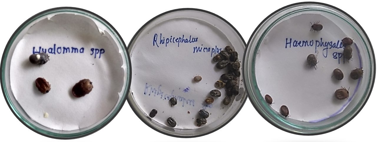 Tick samples